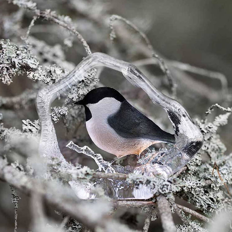 Maleras Wildlife Marsh Tit