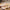 Villeroy & Boch Winter Bakery Delight Tray, Stand Holly