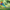 Swarovski Crystal Society Idyllia Gouldian Finch, Small