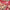 Mackenzie-Childs Rosy Check Coupe Glass