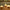 Gingko Alice Mushroom Lamp, Super Mini, White Ash