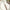 Forge de Laguiole Table Knives Set of 6, Putman, Ash Tree Handle