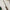 Forge de Laguiole Table Knives Set of 6, Putman, Ash Tree Handle