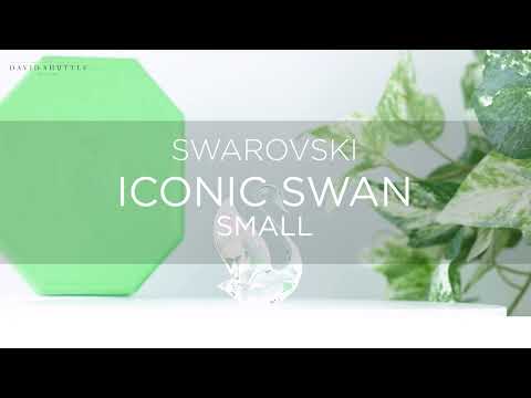  Swan
