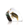 Maleras Sea Turtle