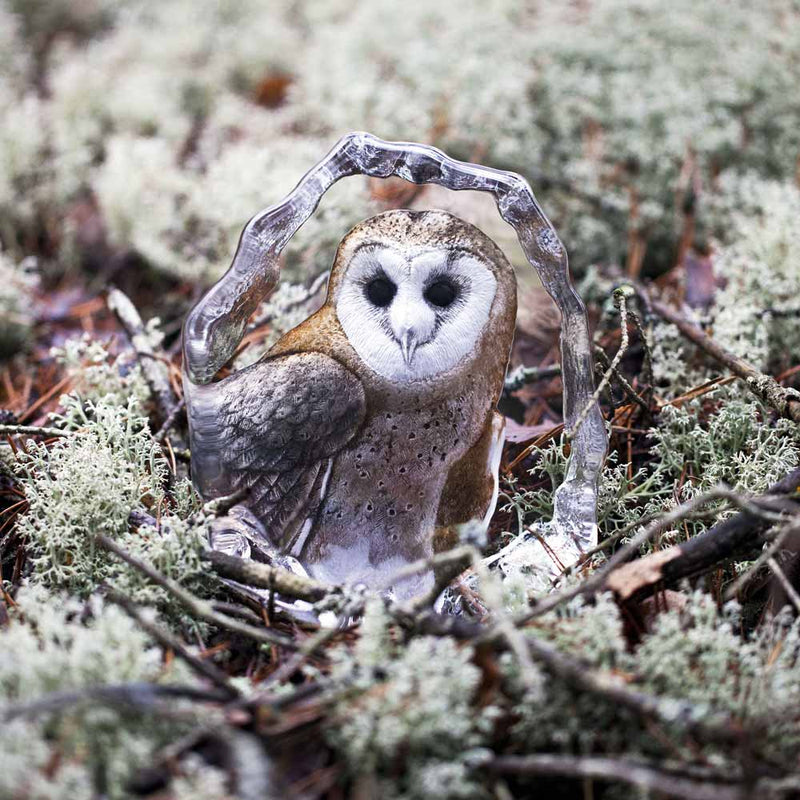 Maleras Wildife Minature Barn Owl