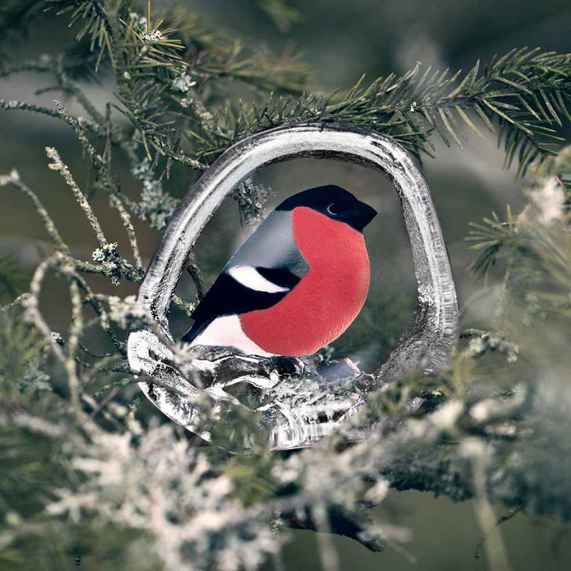 Maleras Wildlife Bullfinch