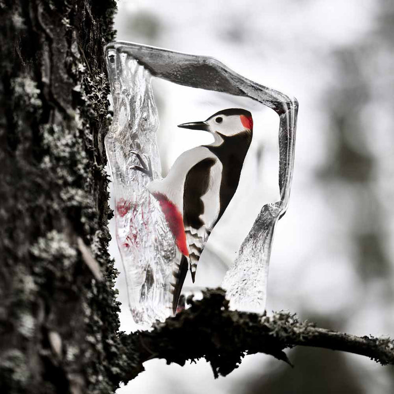 Maleras Wildlife Woodpecker