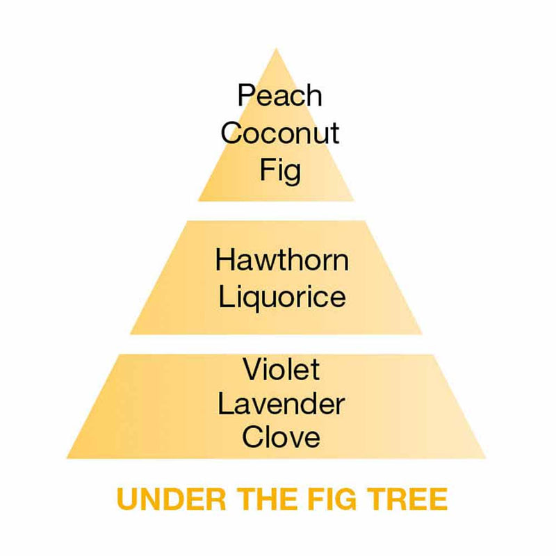 Maison Berger Under The Fig Tree Perfume Notes
